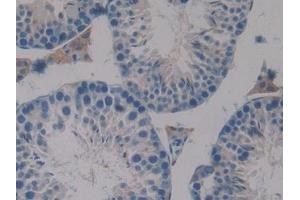 Detection of PAOX in Mouse Testis Tissue using Polyclonal Antibody to Polyamine Oxidase (PAOX) (PAOX 抗体  (AA 130-356))