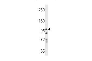 PCDH7 Antibody (C-term) (ABIN656256 and ABIN2845572) western blot analysis in A549 cell line lysates (35 μg/lane). (PCDH7 抗体  (C-Term))