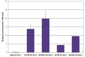 RNA pol II CTD phospho Ser2 antibody (mAb) tested by ChIP. (Rpb1 CTD 抗体  (pSer2, Ser2))