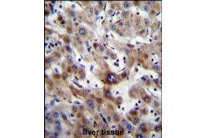 SLC25A6 Antibody immunohistochemistry analysis in formalin fixed and paraffin embedded human liver tissue followed by peroxidase conjugation of the secondary antibody and DAB staining.