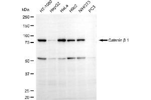 Western blotting analysis using catenin beta 1 antibody (ABIN7797929). (CTNNB1 抗体)