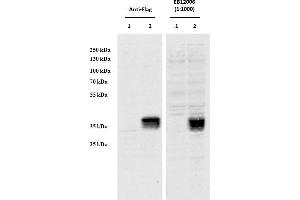HEK293 overexpressing Human CCDC3 with C-terminal tag (DYKDDDDK) and probed with anti-DYKDDDDK in the left panel and with ABIN1590062 (0. (CCDC3 抗体  (AA 134-148))