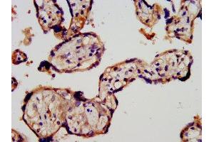 IHC image of ABIN7167453 diluted at 1:300 and staining in paraffin-embedded human placenta tissue performed on a Leica BondTM system. (STRA6 抗体  (AA 530-667))