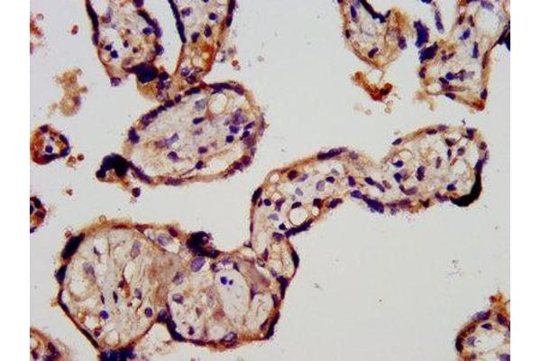STRA6 antibody  (AA 530-667)