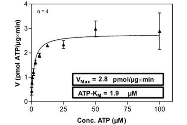 PAK4 Protein (AA 1-591) (His-GST)