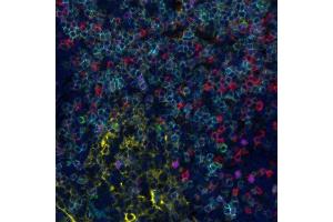 anti-Lymphocyte-Activation Gene 3 (LAG3) (AA 500-525) antibody