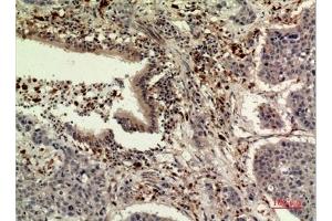 Immunohistochemical analysis of paraffin-embedded human-liver, antibody was diluted at 1:100. (TPO (Internal Region) 抗体)