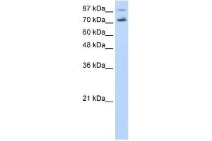 CDC25B antibody used at 0. (CDC25B 抗体)