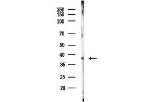 Western blot analysis of lysates from PC12 cells(starvation 24h treatment), using OR52E4 Antibody at 1/1000 dilution.