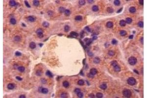 Immunohistochemistry of paraffin-embedded mouse liver tissue using ABIN7177253 at dilution of 1:50 (GDF5 抗体  (AA 376-495))