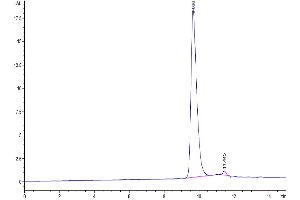 The purity of SARS-CoV-2 3CLpro (H172Y) is greater than 95 % as determined by SEC-HPLC. (SARS-Coronavirus Nonstructural Protein 8 (SARS-CoV NSP8) (H172Y) 蛋白)