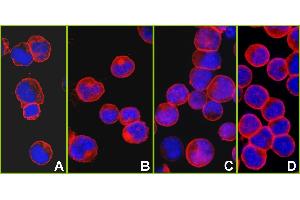 Immunofluorescence (IF) image for anti-Protein tyrosine Phosphatase, Receptor Type, C (PTPRC) (AA 1254-1304) antibody (ABIN7455221)