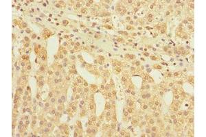 Immunohistochemistry of paraffin-embedded human adrenal gland tissue using ABIN7153881 at dilution of 1:100 (GLP2R 抗体  (AA 1-180))