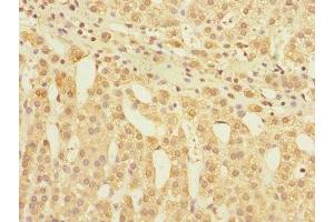 Immunohistochemistry of paraffin-embedded human adrenal gland tissue using ABIN7153881 at dilution of 1:100 (GLP2R 抗体  (AA 1-180))