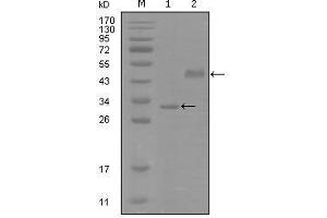 Western blot analysis using SOX2 mouse mAb against truncated Trx-SOX2 recombinant protein (1) and truncated MBP-SOX2(aa1-170) recombinant protein (2). (SOX2 抗体  (AA 1-170))