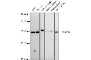 Western blot analysis of extracts of various cell lines, using Rad51D antibody (ABIN7269827) at 1:1000 dilution. (RAD51D 抗体)