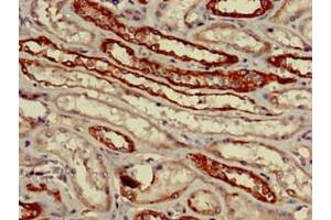 Immunohistochemistry of paraffin-embedded human kidney tissue using ABIN7162595 at dilution of 1:100 (VNN1 抗体  (AA 97-197))