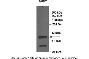 Lanes:   Lane1: 20 ug rat liver lysate  Primary Antibody Dilution:   1:1000  Secondary Antibody:   Anti-rabbit HRP  Secondary Antibody Dilution:   1:15000  Gene Name:   BHMT  Submitted by:   Anonymous (BHMT 抗体  (C-Term))