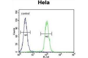 Flow cytometric analysis of Hela cells using QSK Antibody (C-term) Cat. (SIK3 抗体  (C-Term))