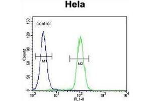 Flow cytometric analysis of Hela cells using QSK Antibody (C-term) Cat. (SIK3 抗体  (C-Term))