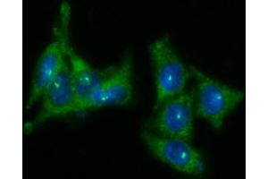 ICC/IF analysis of KLK3 in LNCap cells line, stained with DAPI (Blue) for nucleus staining and monoclonal anti-human KLK3 antibody (1:100) with goat anti-mouse IgG-Alexa fluor 488 conjugate (Green). (Prostate Specific Antigen 抗体  (AA 25-261))