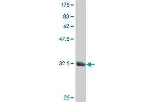 Western Blotting (WB) image for anti-UDP-GlcNAc:betaGal beta-1,3-N-Acetylglucosaminyltransferase 3 (B3GNT3) (AA 135-208) antibody (ABIN564488)