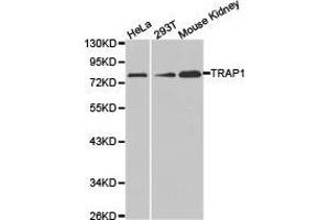 Western Blotting (WB) image for anti-TNF Receptor-Associated Protein 1 (TRAP1) antibody (ABIN1875197) (TRAP1 抗体)