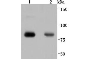 Lane 1: Hela, Lane 2: 293 lysate probed with PKC alpha(T638) (4B3) Monoclonal Antibody, Unconjugated  at 1:1000 overnight at 4˚C.