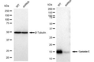 Western blotting analysis using Cystatin C antibody (ABIN7798239). (Recombinant CST3 抗体)