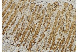 ABIN6277594 at 1/100 staining Human gastric tissue by IHC-P. (GALNS 抗体  (Internal Region))