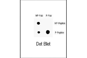 Dot blot analysis of anti-Phospho-P21CIP1- Antibody (ABIN389612 and ABIN2839616) on nitrocellulose membrane. (p21 抗体  (pThr145))