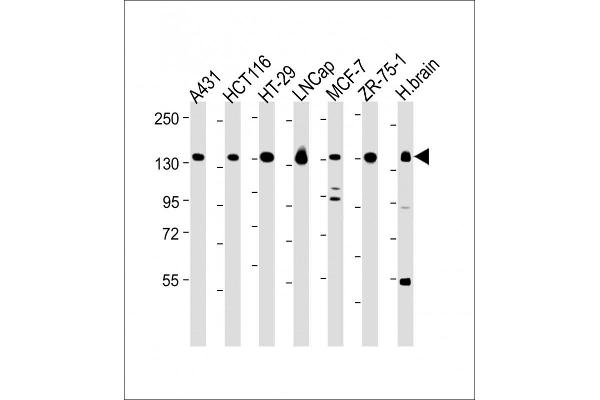 Myosin VI 抗体  (C-Term)