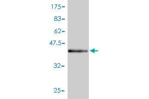 Western Blot detection against Immunogen (46. (PEBP1 抗体  (AA 1-187))