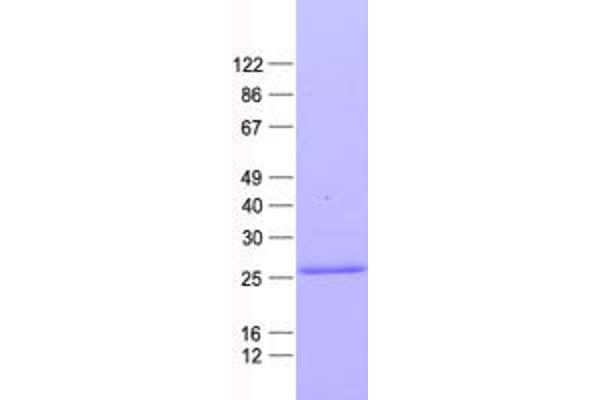 CD8 Protein (CD8) (His tag)