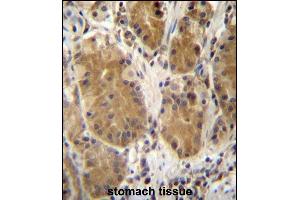PCDHB5 Antibody (Center) (ABIN657154 and ABIN2846288) immunohistochemistry analysis in formalin fixed and paraffin embedded human stomach tissue followed by peroxidase conjugation of the secondary antibody and DAB staining. (PCDHb5 抗体  (AA 278-307))