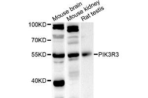 Western blot analysis of extracts of various cell lines, using PIK3R3 antibody (ABIN5975675) at 1/1000 dilution. (PIK3R3 抗体)