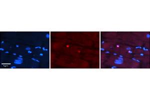 Rabbit Anti-IKZF4 Antibody    Formalin Fixed Paraffin Embedded Tissue: Human Adult heart  Observed Staining: Nuclear Primary Antibody Concentration: 1:100 Secondary Antibody: Donkey anti-Rabbit-Cy2/3 Secondary Antibody Concentration: 1:200 Magnification: 20X Exposure Time: 0. (IKZF4 抗体  (N-Term))