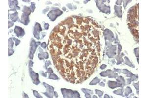 IHC testing of FFPE mouse pancreas with NSE antibody (clone ENO2/1462). (ENO2/NSE 抗体  (AA 416-433))