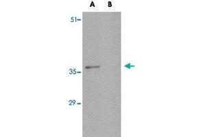 Western blot analysis of C16orf53 in EL4 cell lysate with C16orf53 polyclonal antibody  at 1 ug/mL . (PAGR1 抗体  (C-Term))