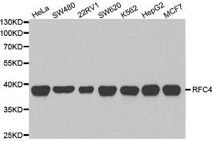 Western blot analysis of extracts of various cell lines, using RFC4 antibody (ABIN5973195) at 1/1000 dilution. (RFC4 抗体)