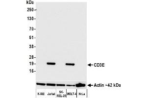 Western Blotting (WB) image for anti-CD3 epsilon (CD3E) (AA 139-189) antibody (ABIN7454000)