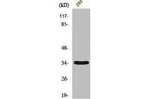 Western Blot analysis of 293 cells using GRTP1 Polyclonal Antibody (GRTP1 抗体  (Internal Region))