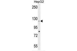 CCDC15 Antibody (C-term) western blot analysis in HepG2 cell line lysates (35µg/lane). (CCDC15 抗体  (C-Term))