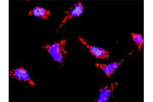 Proximity Ligation Analysis of protein-protein interactions between PIK3R1 and HRAS. (HRAS 抗体  (AA 1-189))