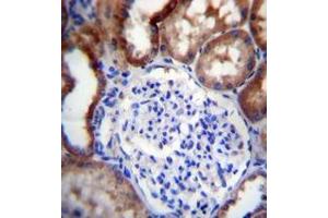 Immunohistochemistry analysis in formalin fixed and paraffin embedded human kidney tissue reacted with LINGO4 Antibody (C-term) followed by peroxidase conjugation of the secondary antibody and DAB staining. (LINGO4 抗体  (C-Term))