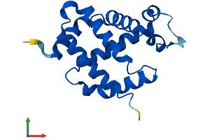 AlphaFold protein structure predicition of Human Recombinant NGB Protein, UniprotID Q9NPG2
