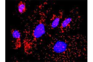 Proximity Ligation Assay (PLA) image for anti-Calcium/calmodulin-Dependent Protein Kinase II gamma (CAMK2G) (AA 1-527) antibody (ABIN513987)
