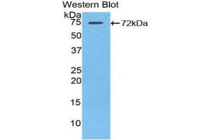 Western Blotting (WB) image for anti-Heat Shock 70kDa Protein 1-Like (HSPA1L) (AA 1-641) antibody (ABIN3201558)