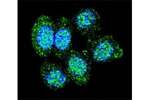 Confocal immunofluorescent analysis of ACP1 antibody with human HeLa cells followed by Alexa Fluor 488-conjugated goat anti-rabbit lgG (green). (ACP1 抗体  (AA 33-61))
