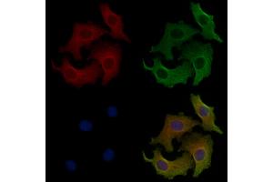 ABIN6258735 and ABIN6273789 staining Hela cells by IF/ICC.